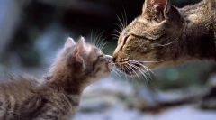Feline mliječni zamjena: karakteristike alternativnih proizvoda za hranjenje